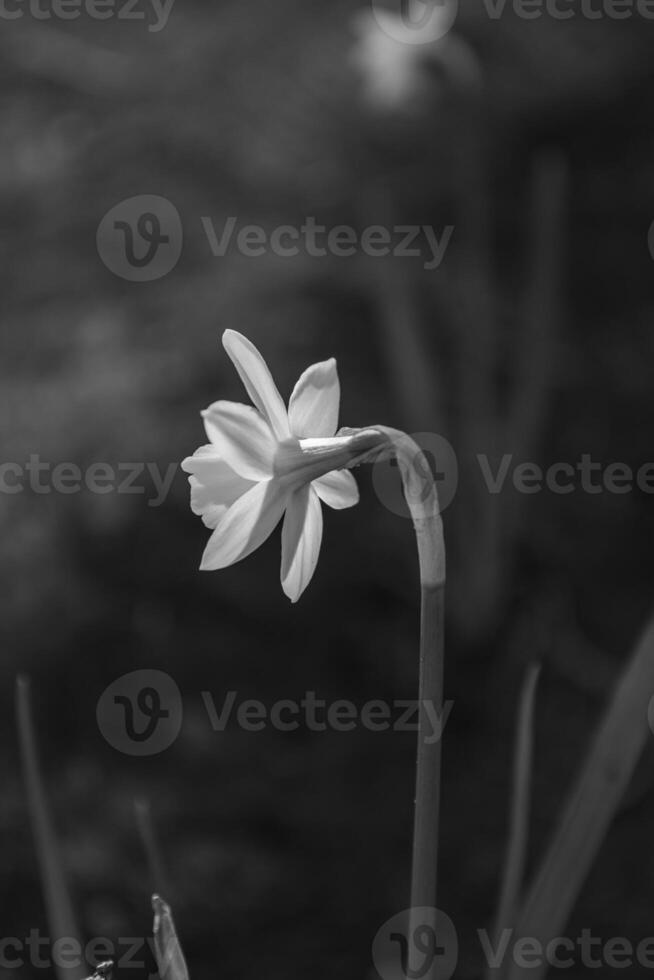 primavera na Vestfália foto