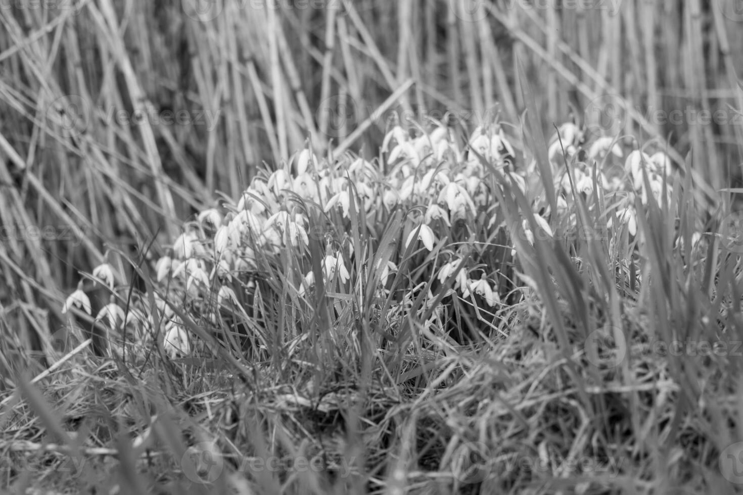 primavera na Vestfália foto