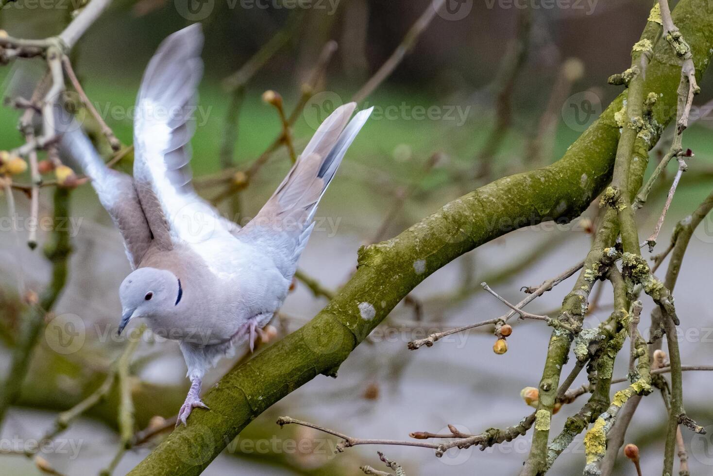 branco pomba em uma ramo foto