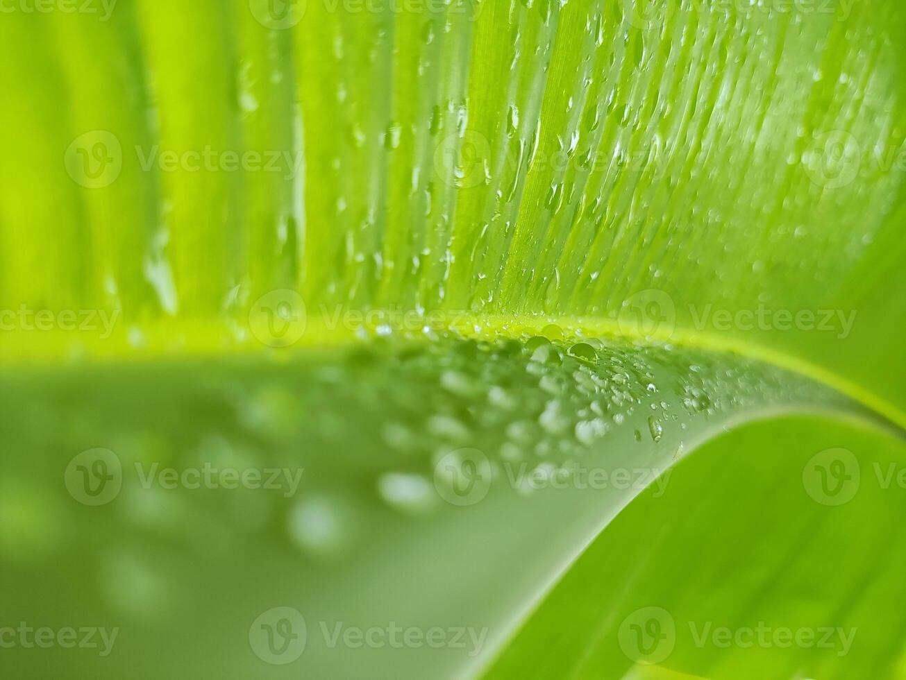 verde banana folha com água solta em azul céu fundo, Indonésia foto