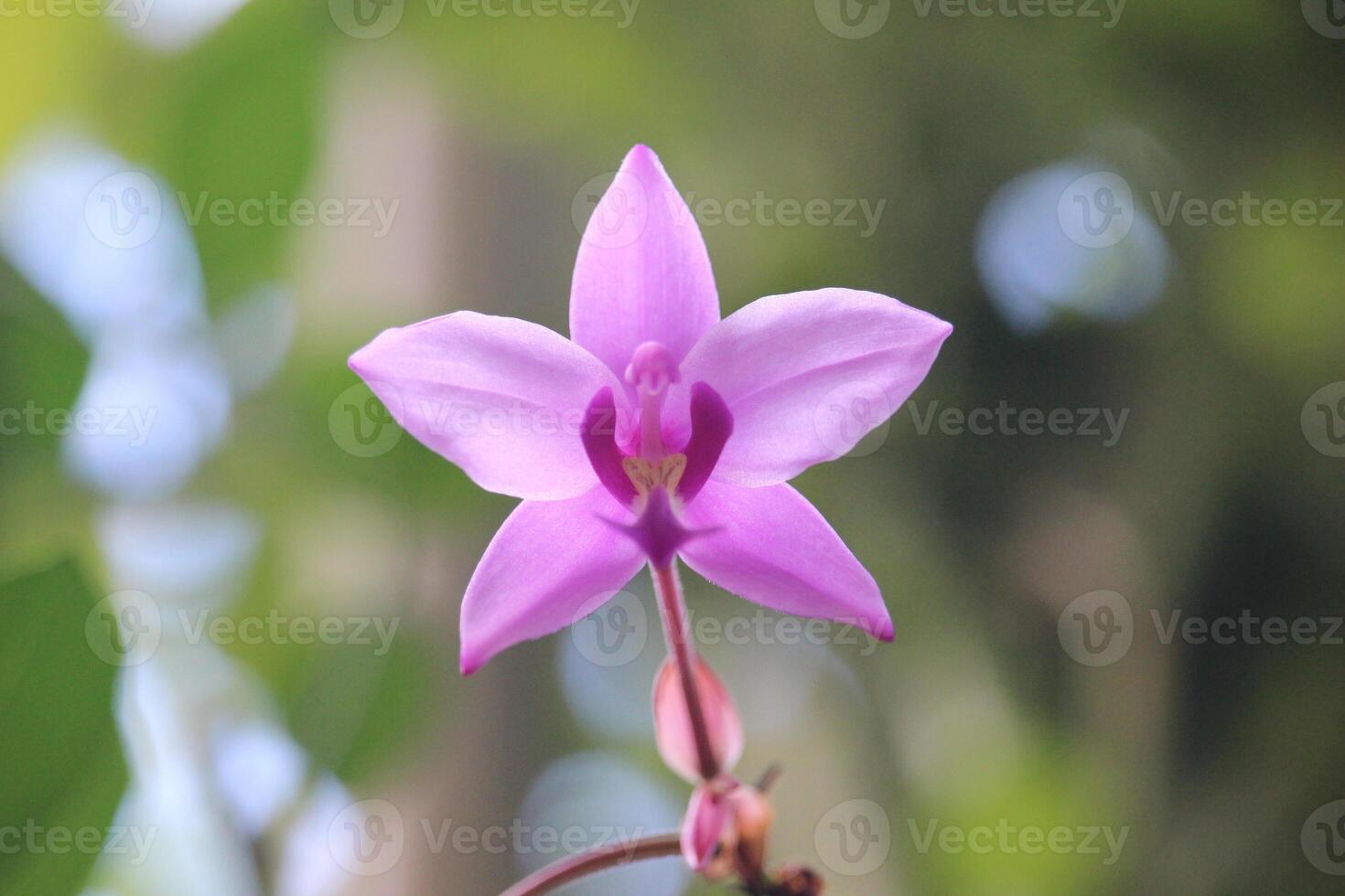 espatoglote plicata ou roxa solo orquídea flor com embaçado fundo foto