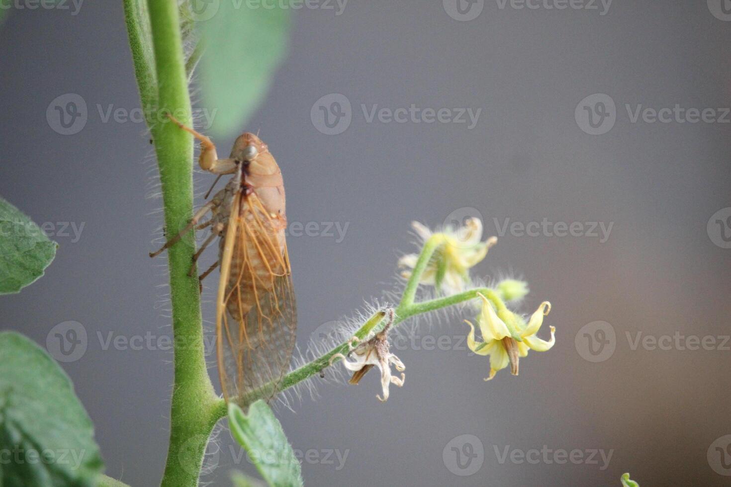 a katydid animal é escalada em a haste do uma tomate plantar com verde folhas com uma embaçado fundo foto