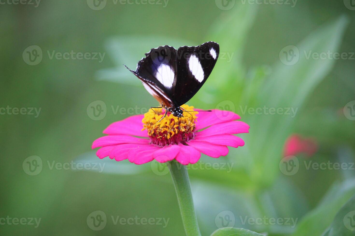fechar acima do uma Preto e branco borboleta sucção querida suco a partir de uma Rosa papel flor foto