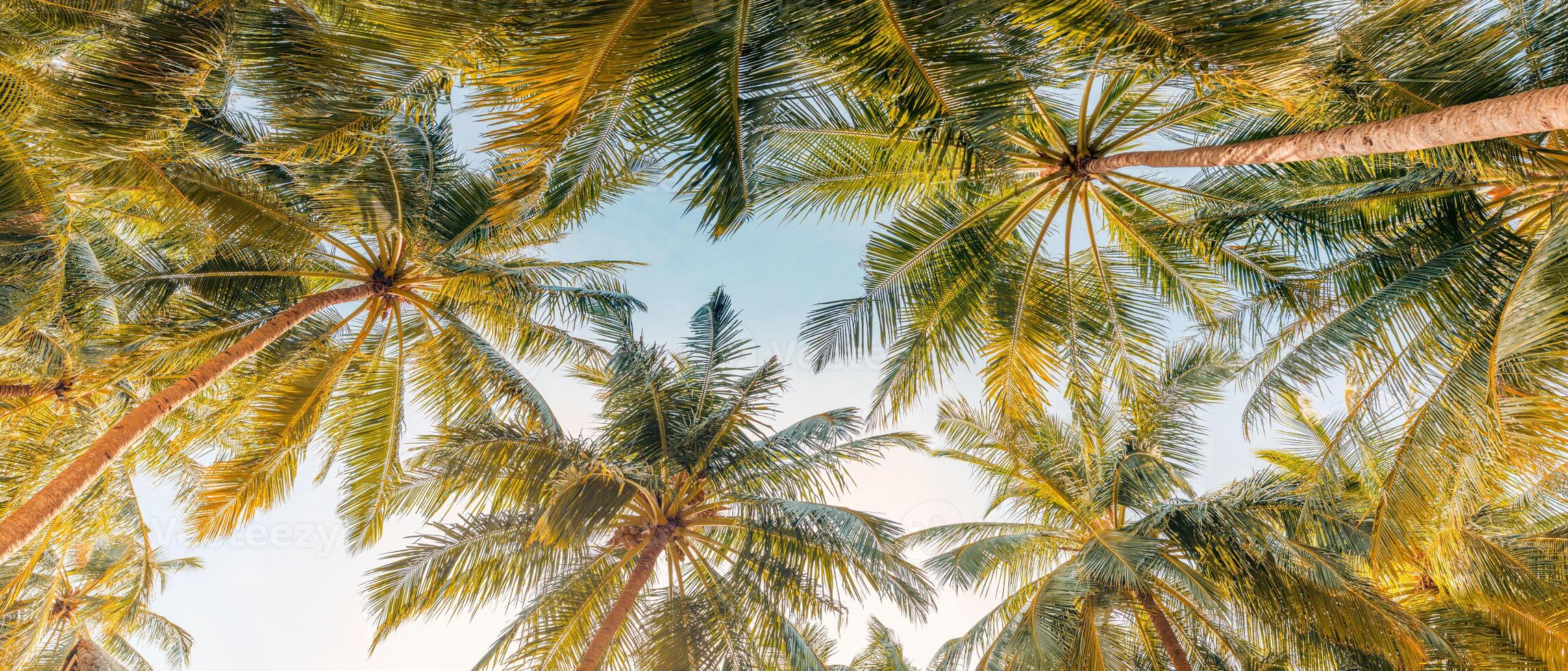 vibrações românticas de palmeira tropical com luz do sol no fundo do céu. folhagem exótica do sol ao ar livre, closeup natureza paisagem. coqueiros e sol brilhando sobre o céu brilhante. verão primavera natureza foto