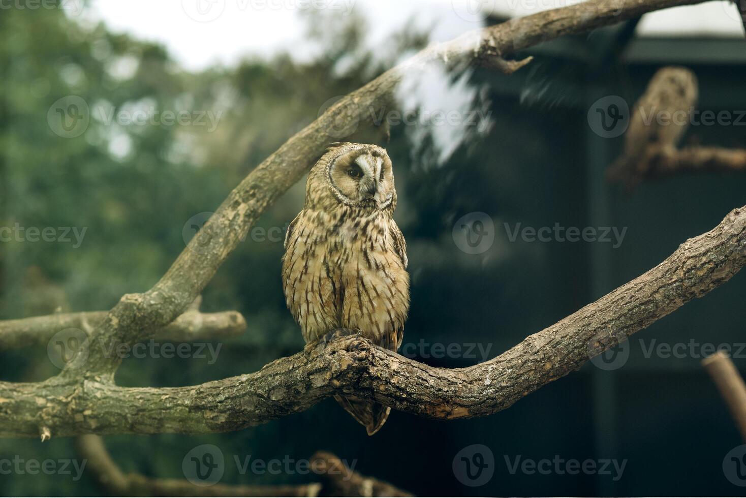 orelhudo coruja asio otus em repouso em a ramo dentro jardim zoológico parque. afiado fotografia com raso profundidade do campo foto