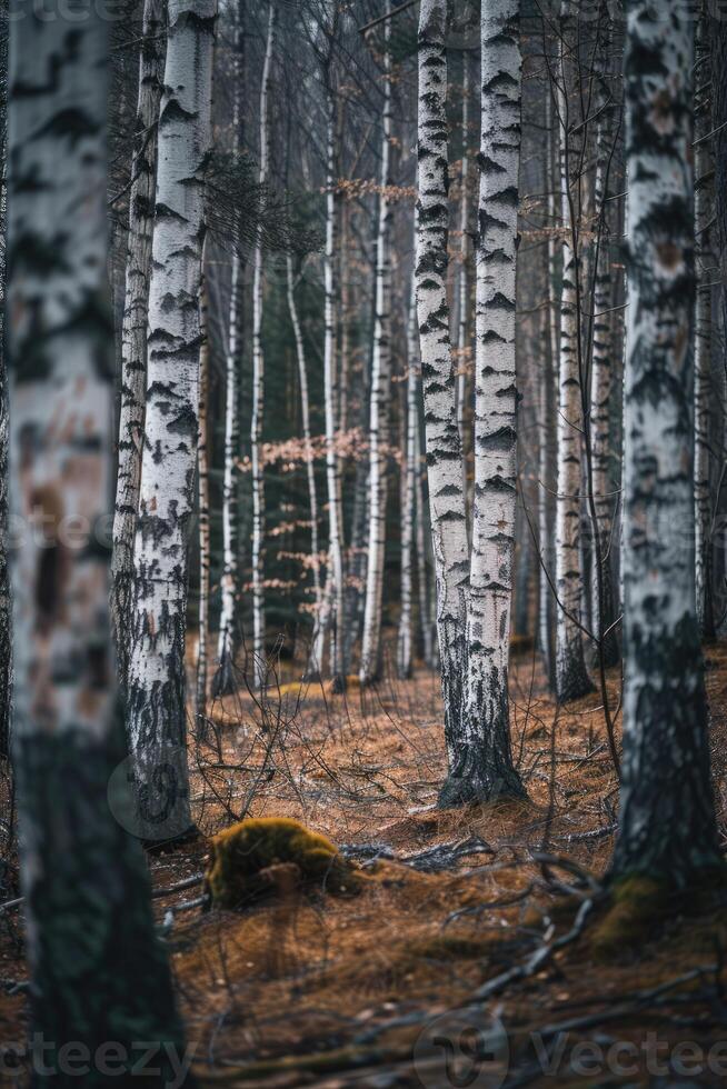 ai gerado uma relaxante floresta do branco bétulas foto