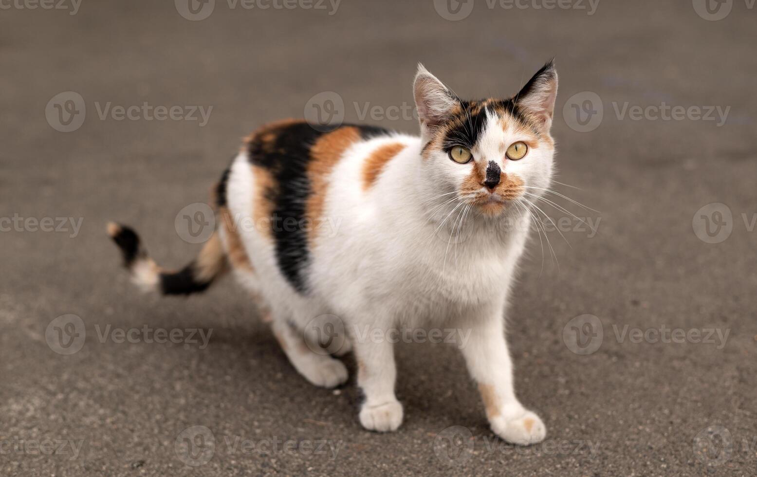 solitário assustado rua gato olhando às Câmera contra asfalto. foto