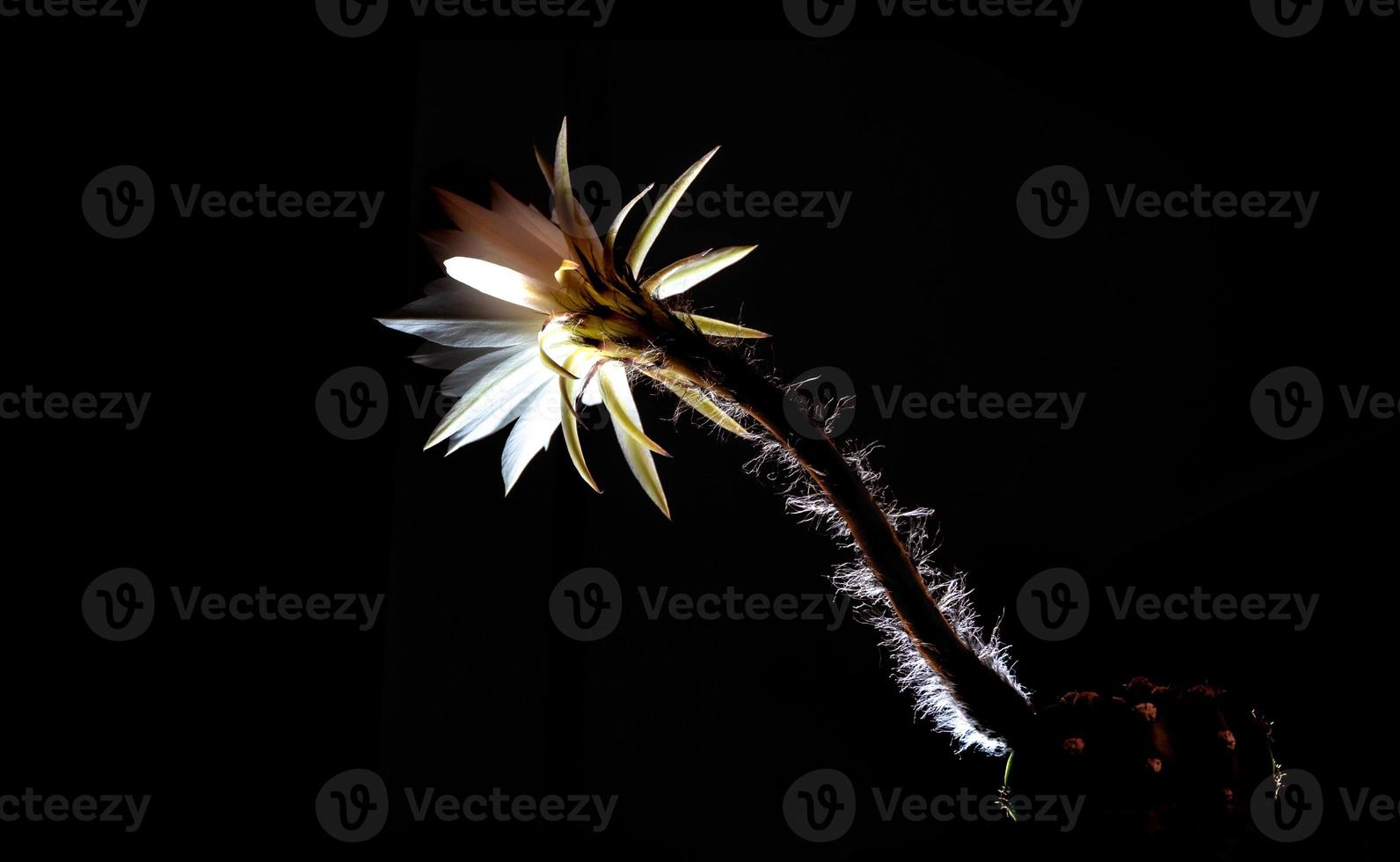 cor branca com fofinho peludo de flor de cacto em fundo preto foto