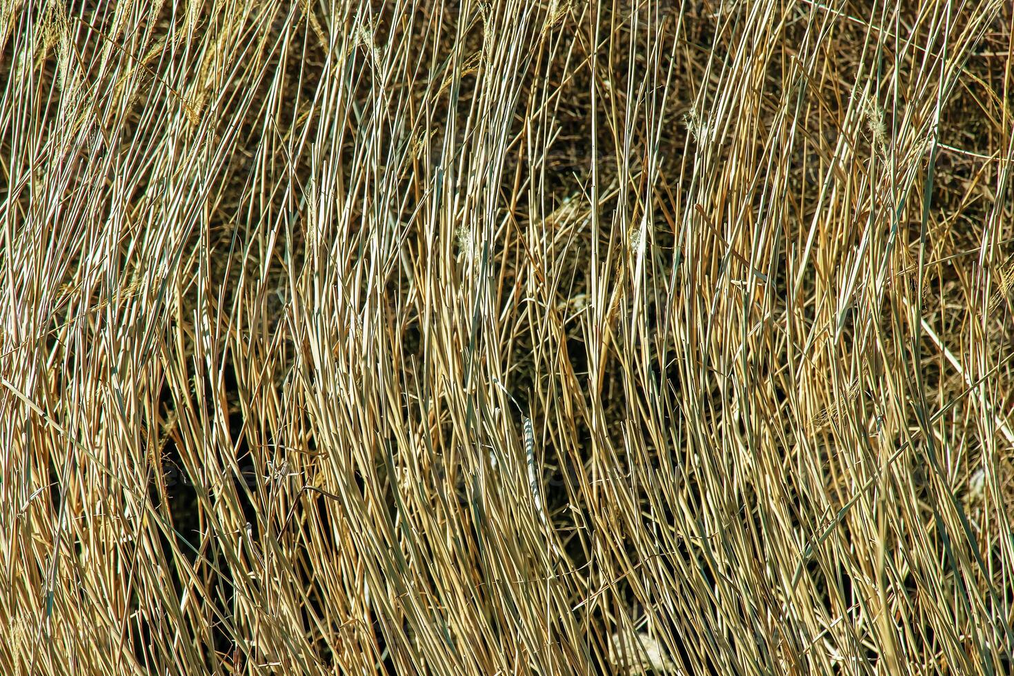 seco Relva fundo. seco panículas do miscanthus sinensis balançar dentro a vento dentro cedo Primavera foto