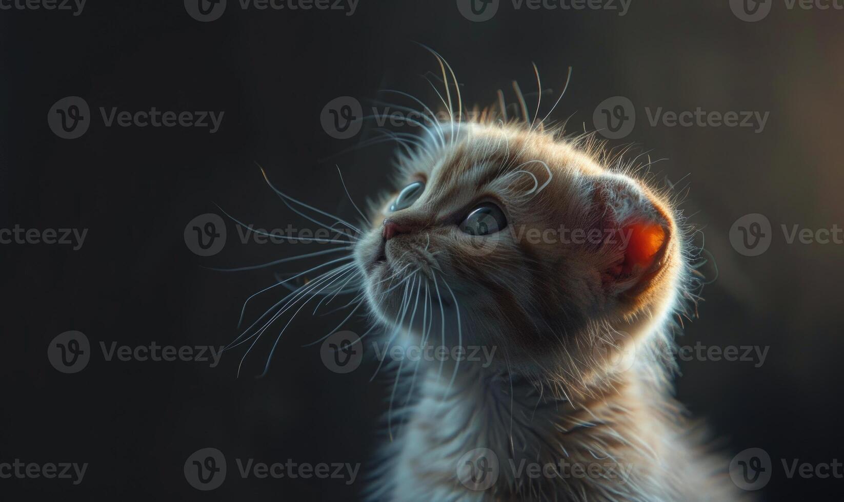 ai gerado retrato do uma escocês dobra gatinho em uma Preto fundo foto