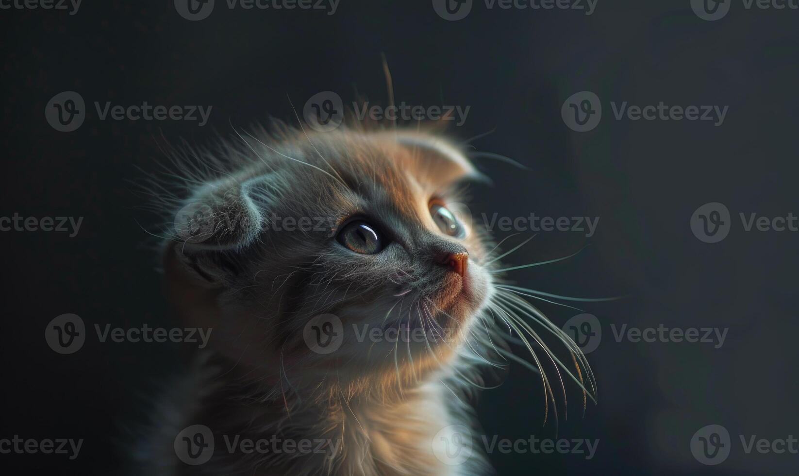 ai gerado retrato do uma escocês dobra gatinho em uma Preto fundo foto