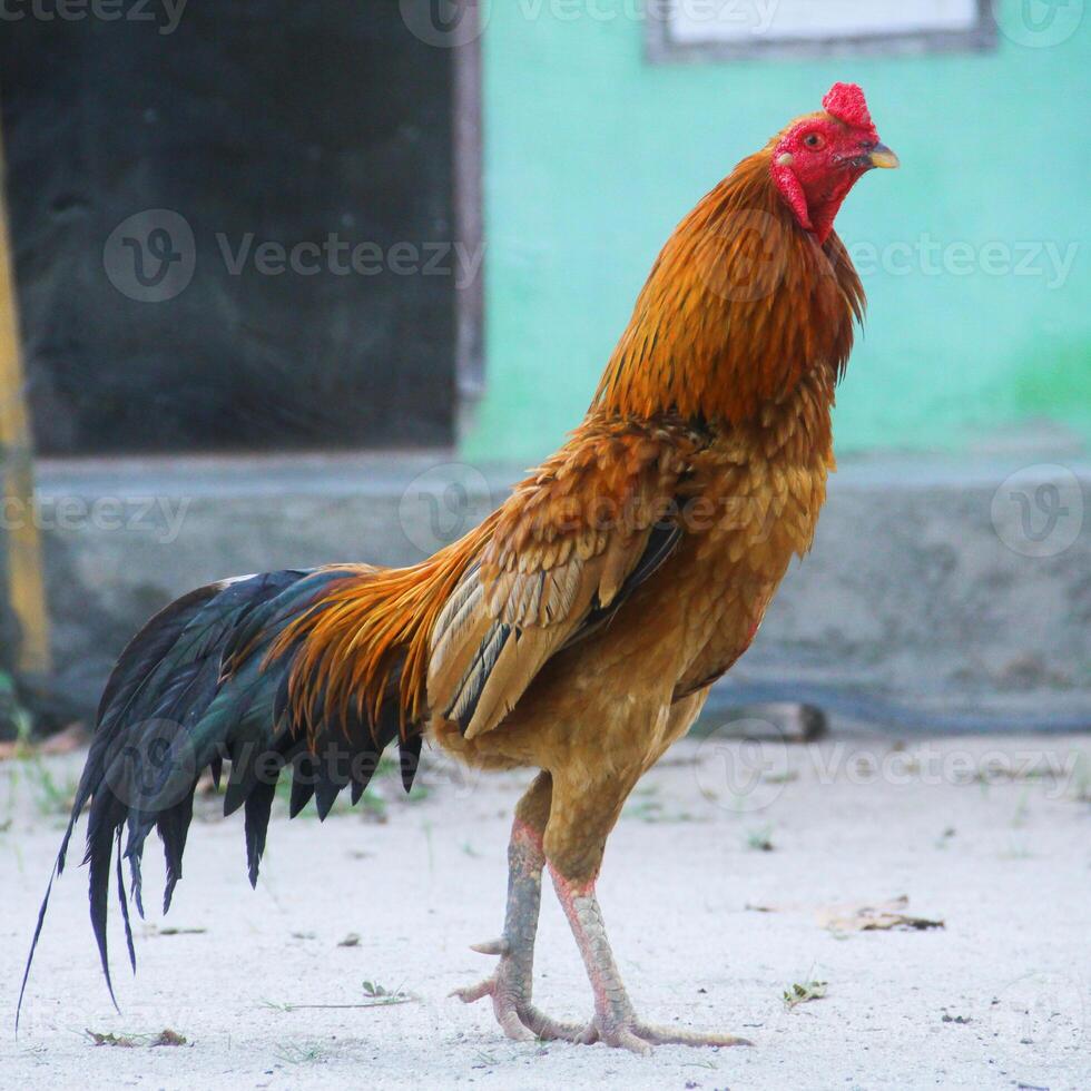 uma brigando galo caminhando lado Visão foto