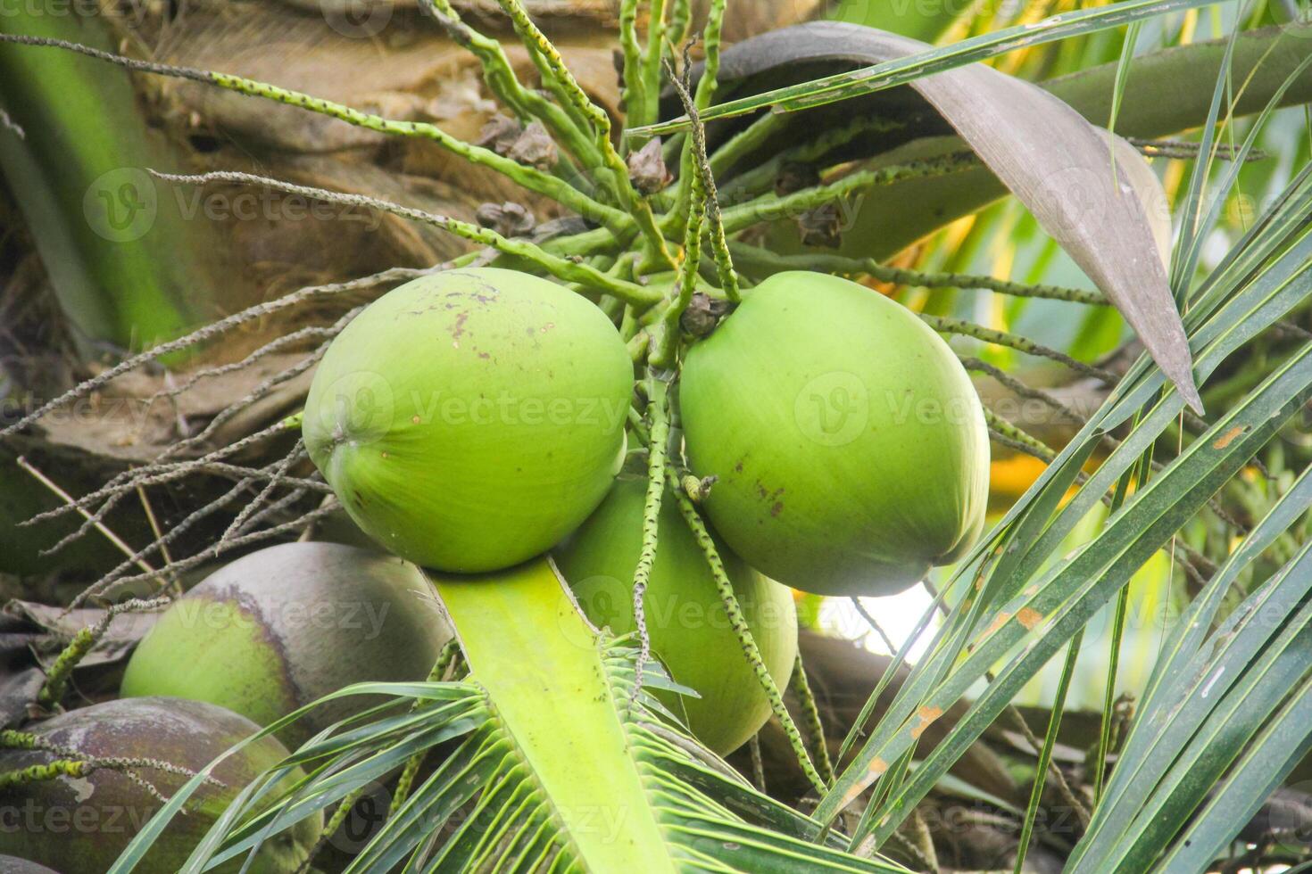 jovem verde cocos ainda em seus fertil árvores foto