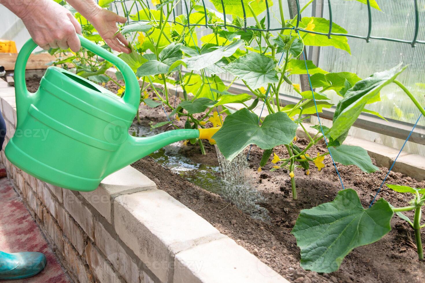 jardineiro águas jovem pepino mudas dentro uma estufa em nutritivo solo com uma rega pode, cresce legumes foto