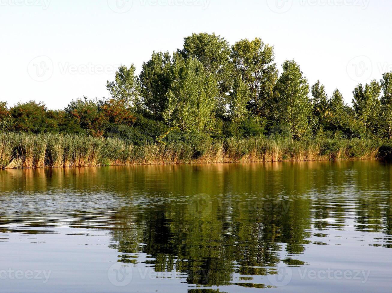 verão colorida árvores refletindo dentro tranquilo calma rio foto