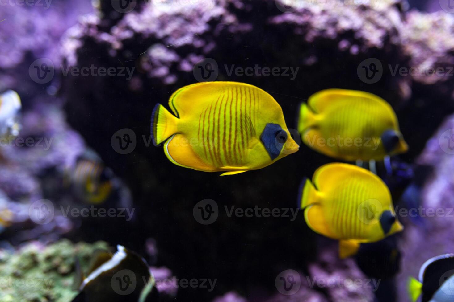 amarelo tropical peixes Conheça dentro azul coral recife mar água aquário foto