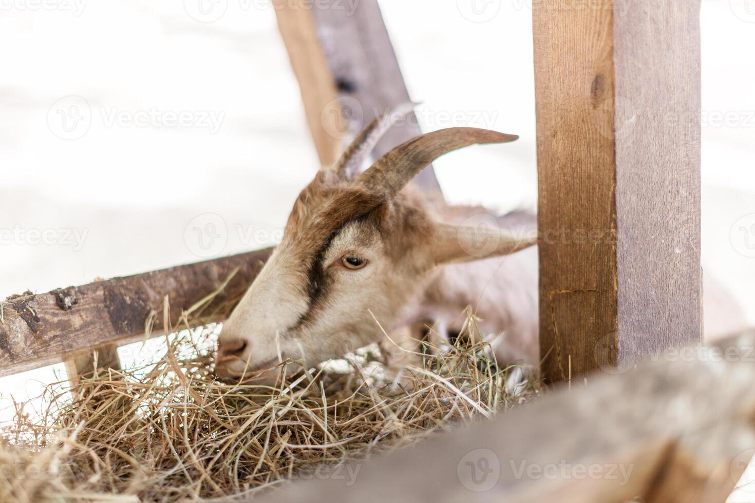 fechar acima jovem bode comendo seco Palha dentro Fazenda foto