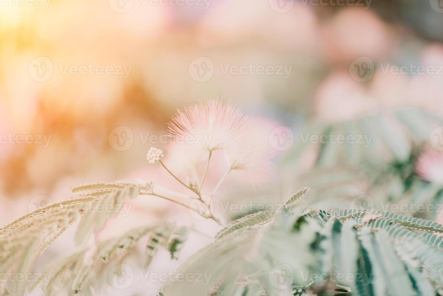 albizia julibrissin com verde folhas e Rosa fofo flores - Além disso nomeado persa seda árvore ou Rosa seda árvore. seletivo foco. foto