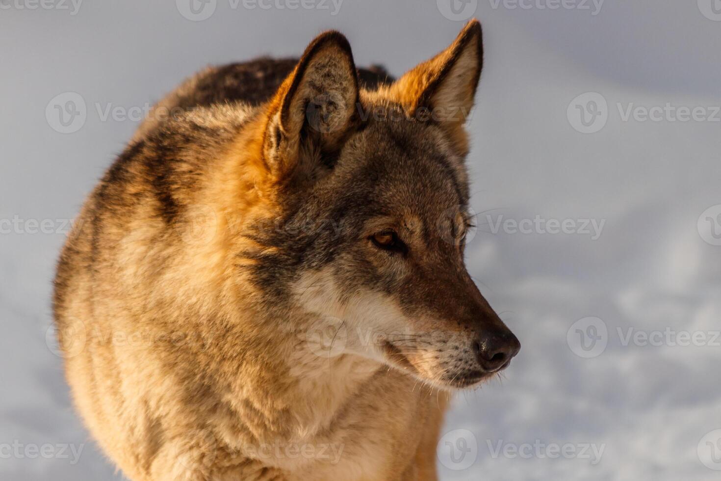 lindo Lobo em uma Nevado estrada foto