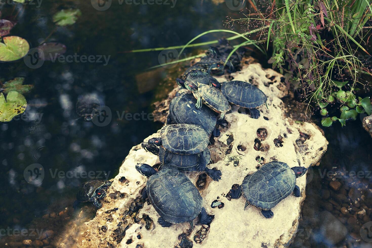 família do pequeno tartarugas dentro a cidade lagoa foto