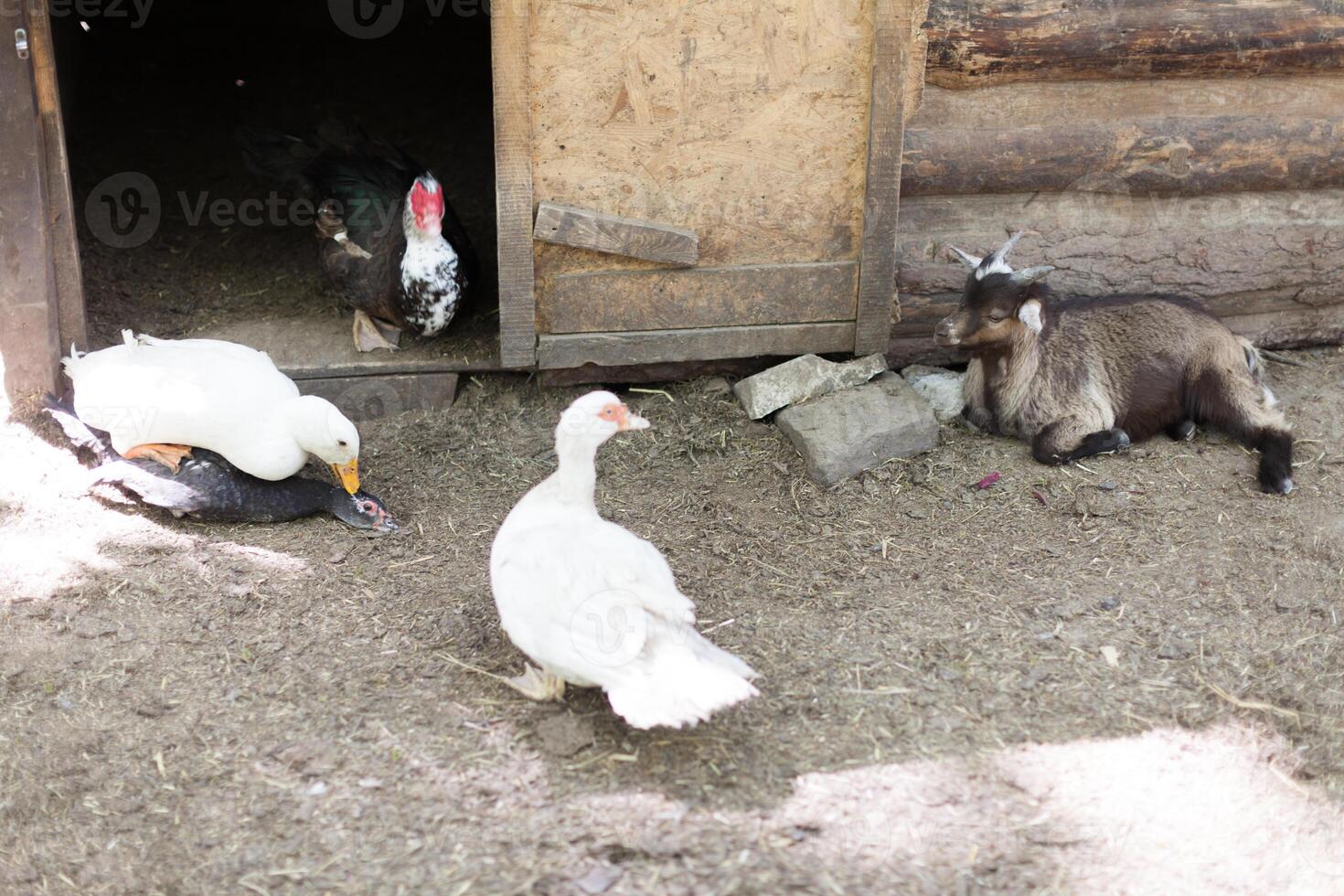 doméstico Pato e cabras dentro a pássaros Jardim foto