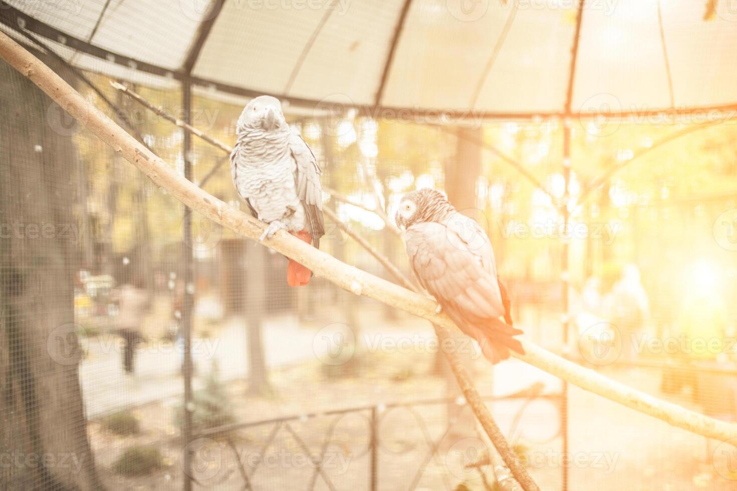 dois lindo papagaio dentro uma jardim zoológico cela tropical cinzento pássaro Eu foto