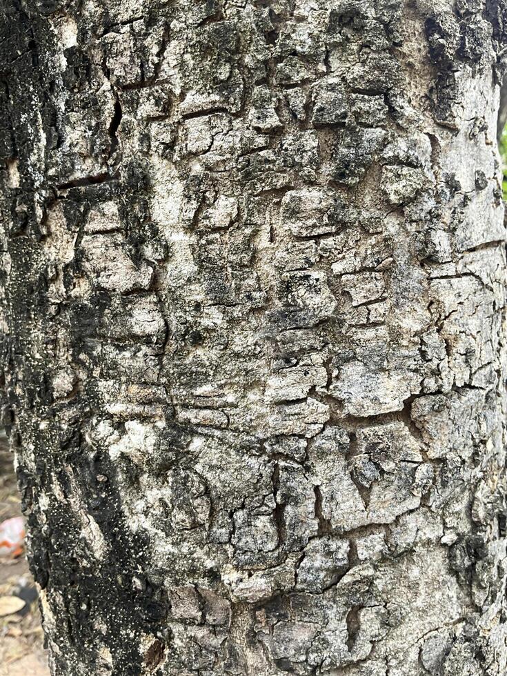 latido do árvore textura. abstrato fundo e textura latido do árvore dentro a floresta natural fundo e textura para Projeto. foto