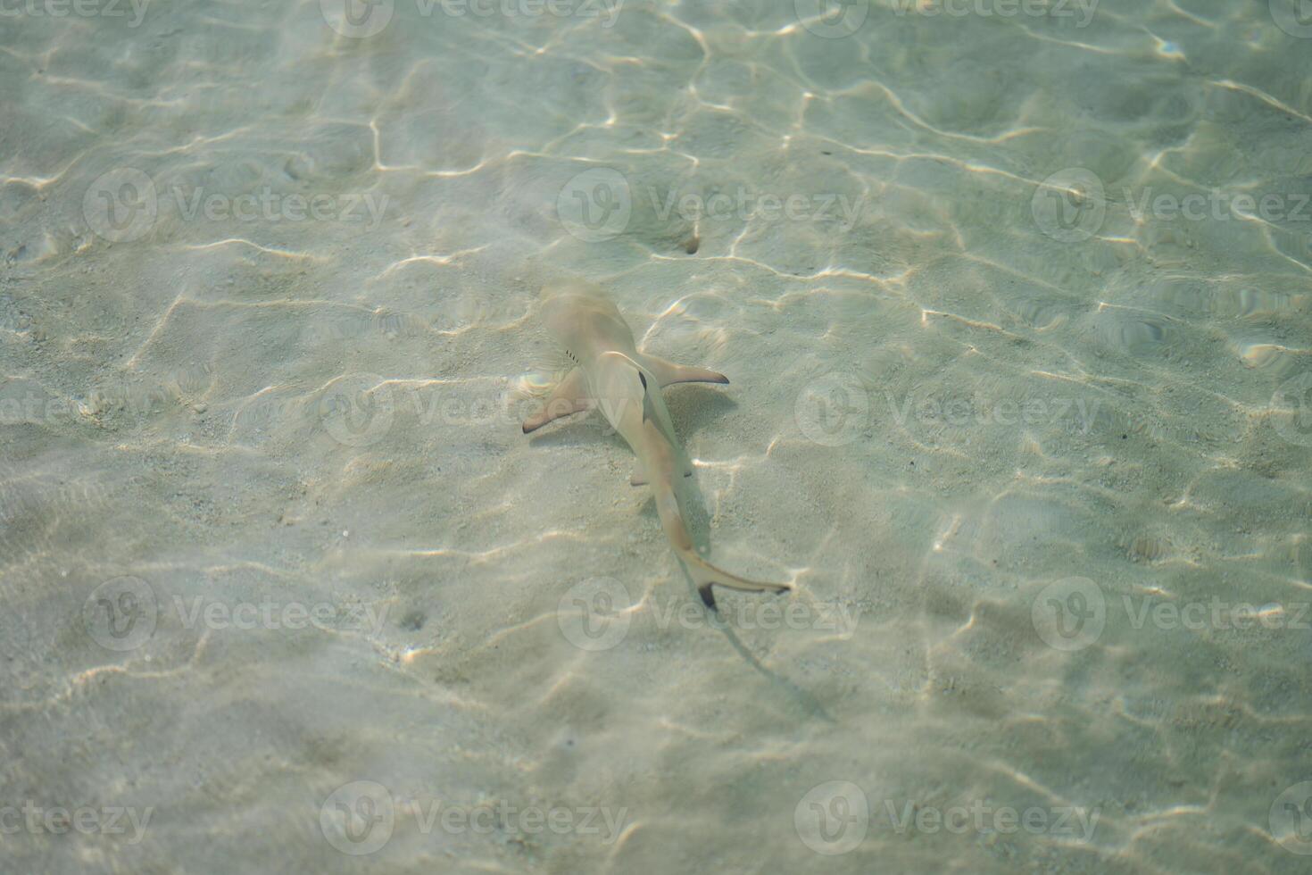 bebê tubarões às a cristal Claro mar água. foto