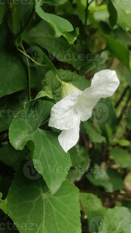 hera cabaça natural andróide papel de parede foto