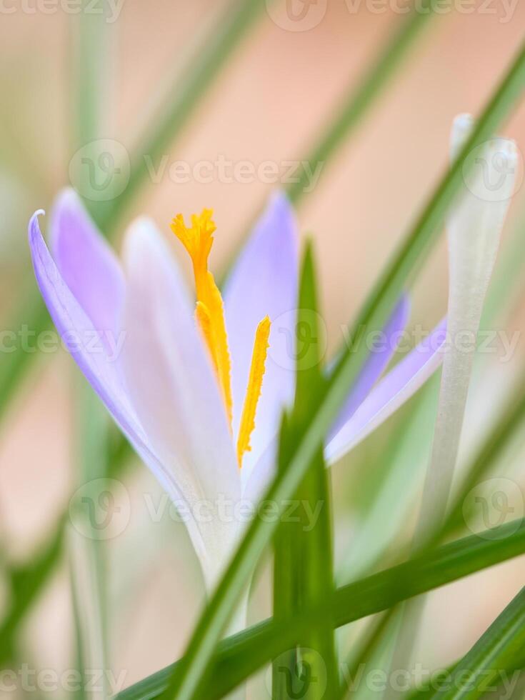 solteiro açafrão flor delicadamente retratado dentro suave caloroso claro. Primavera flores foto