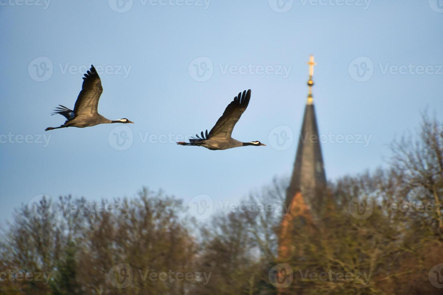 guindastes mosca dentro a azul céu dentro frente do a Igreja torre. migratório pássaros em a darss foto