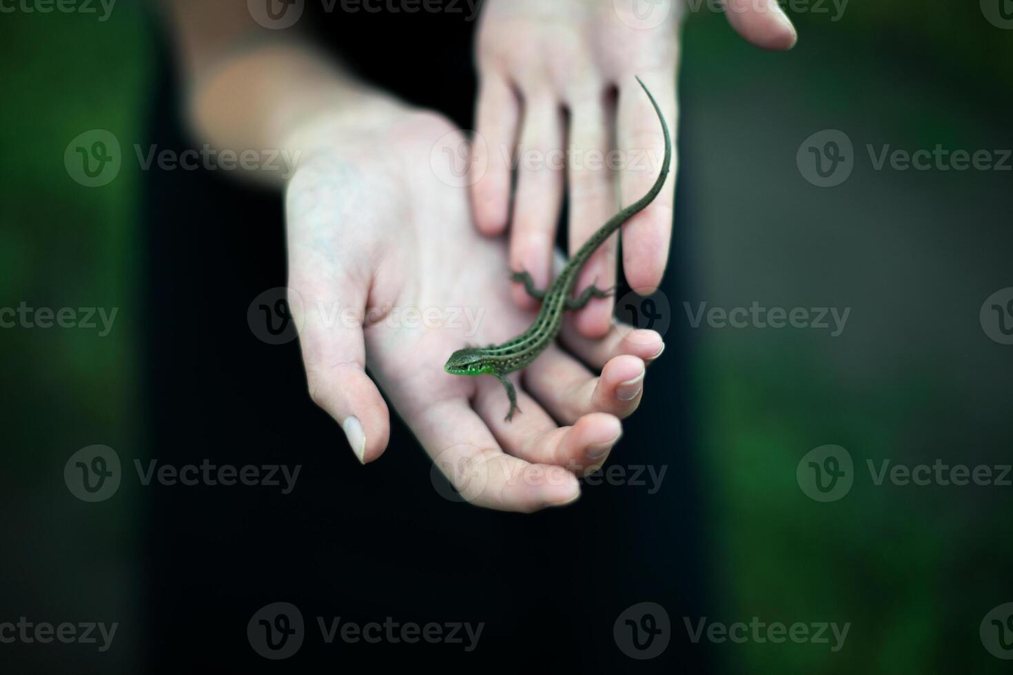 uma pessoa segurando uma pequeno lagarto dentro seus mãos foto