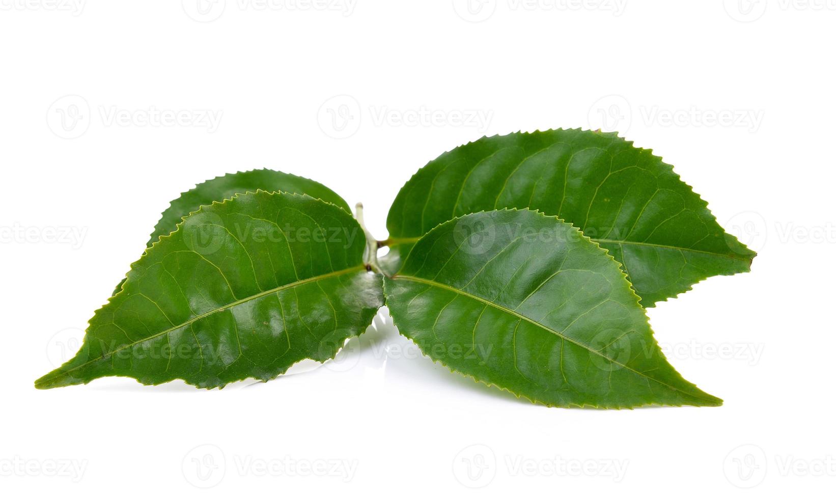 folha de chá verde em fundo branco foto