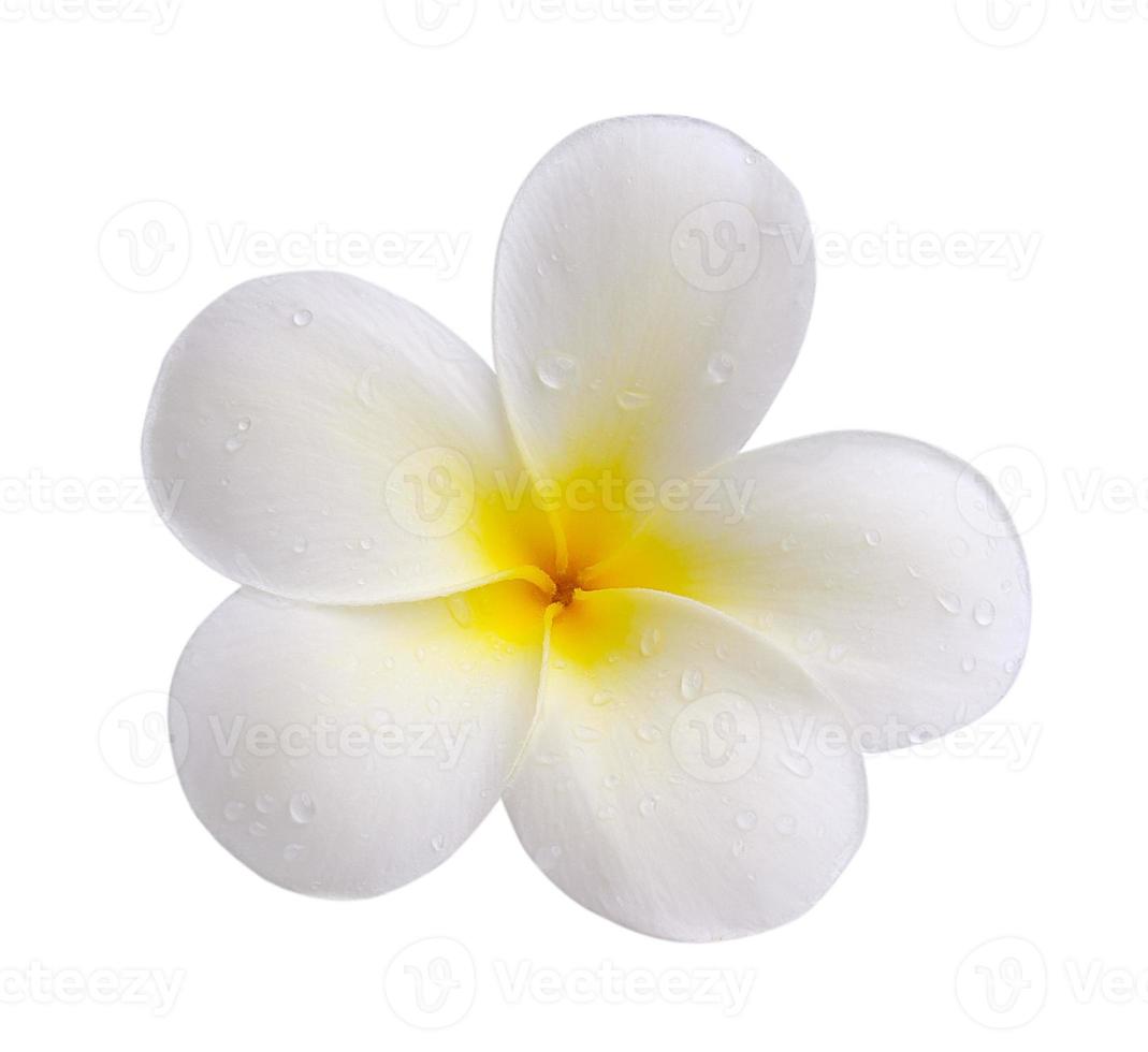 flores tropicais frangipani isoladas no fundo branco foto