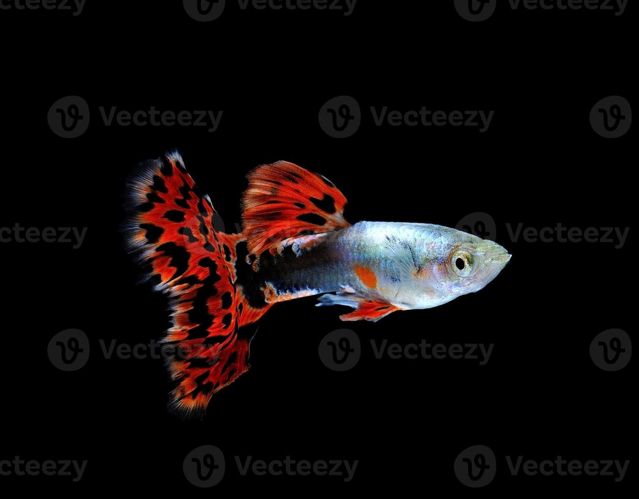 peixe guppy nadando isolado no preto foto