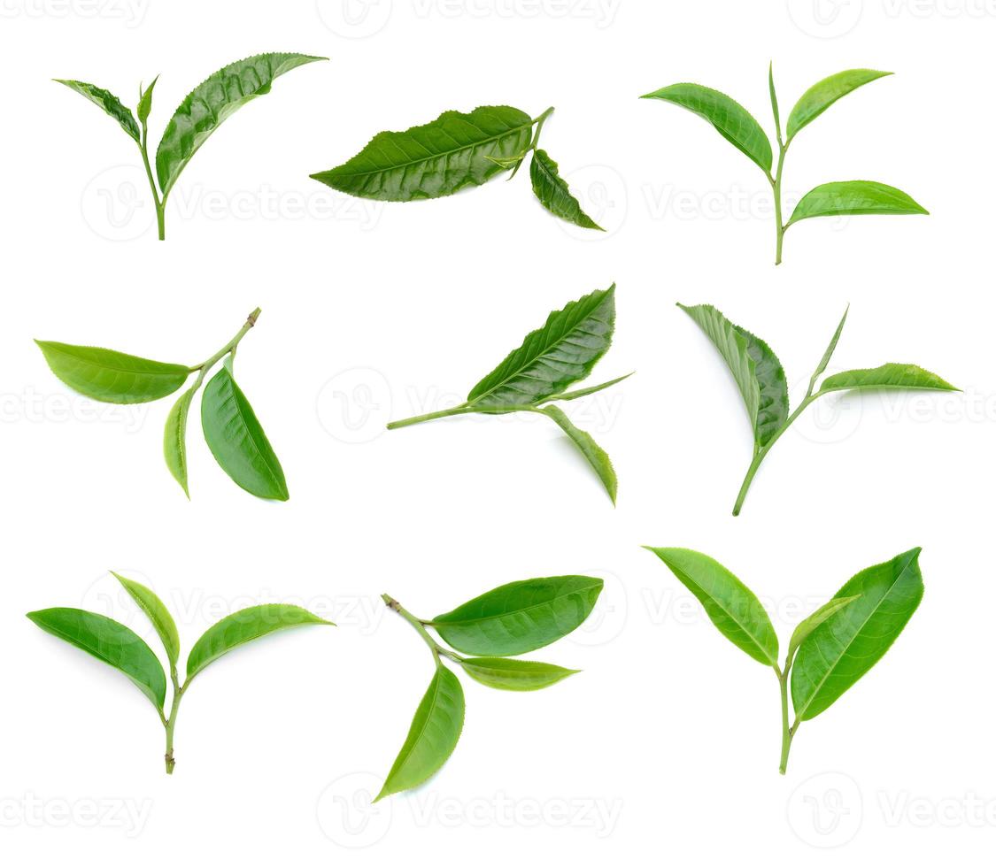 coleção de folhas de chá verde isolada no fundo branco foto
