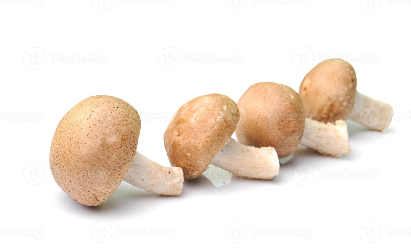 cogumelo isolado no fundo branco foto