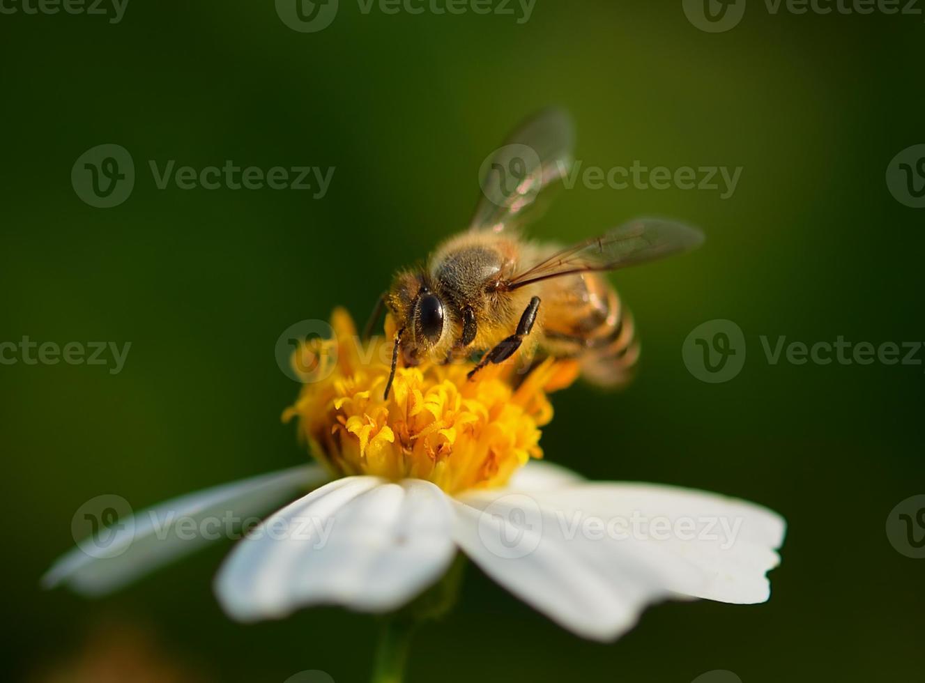 feche as abelhas na flor foto