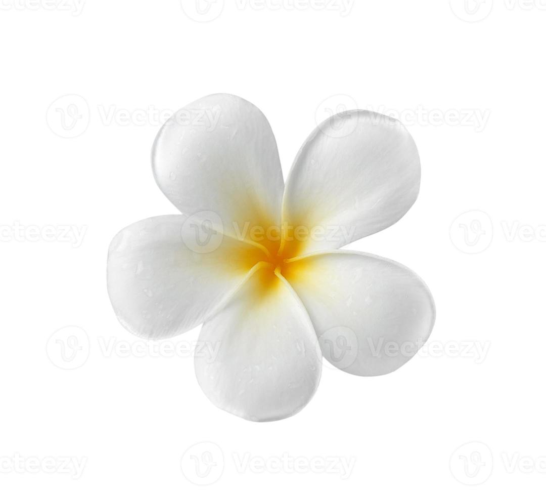 flor de frangipani isolada fundo branco foto