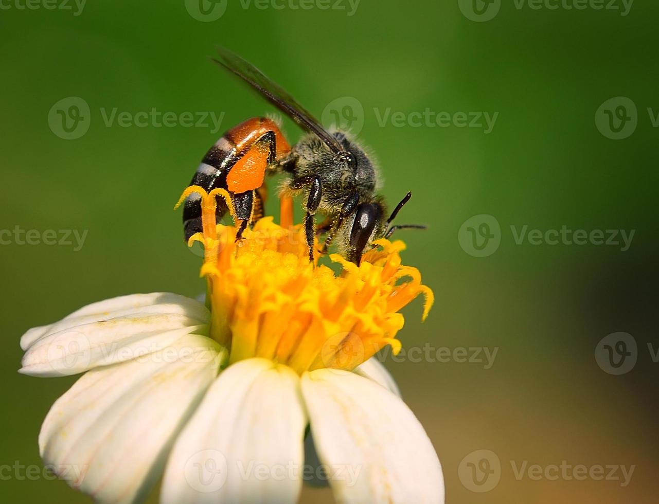 feche as abelhas na flor foto