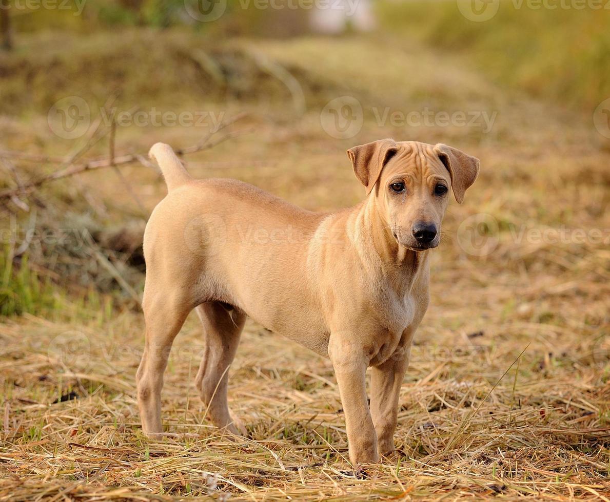 cachorro thai ridgeback foto