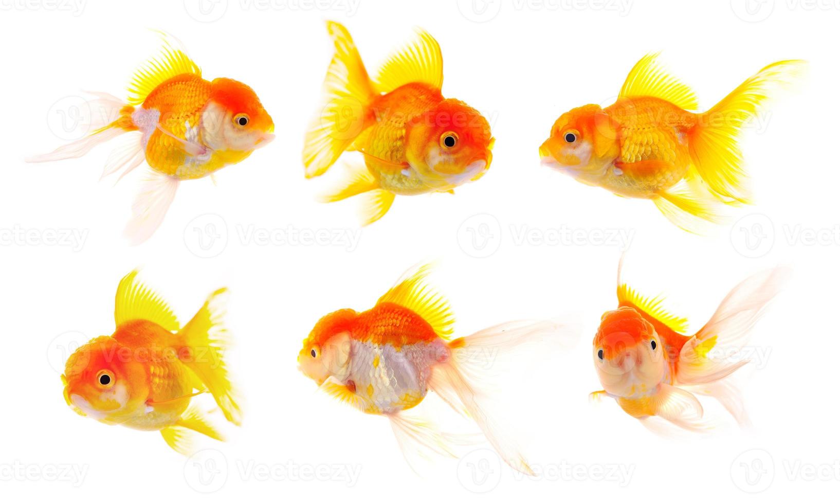 peixe dourado. isolamento no branco foto