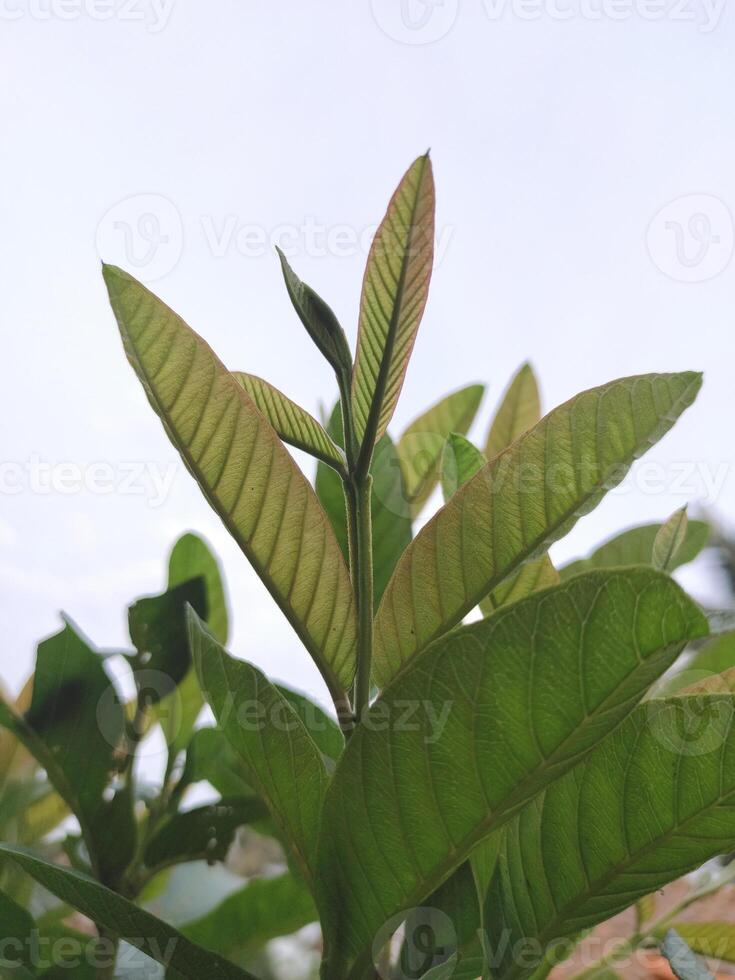 fechar acima foto do uma brilhante verde goiaba plantas dentro a Jardim às a lado do meu casa, isto plantar produz goiaba fruta este cresce verdadeiramente dentro Indonésia