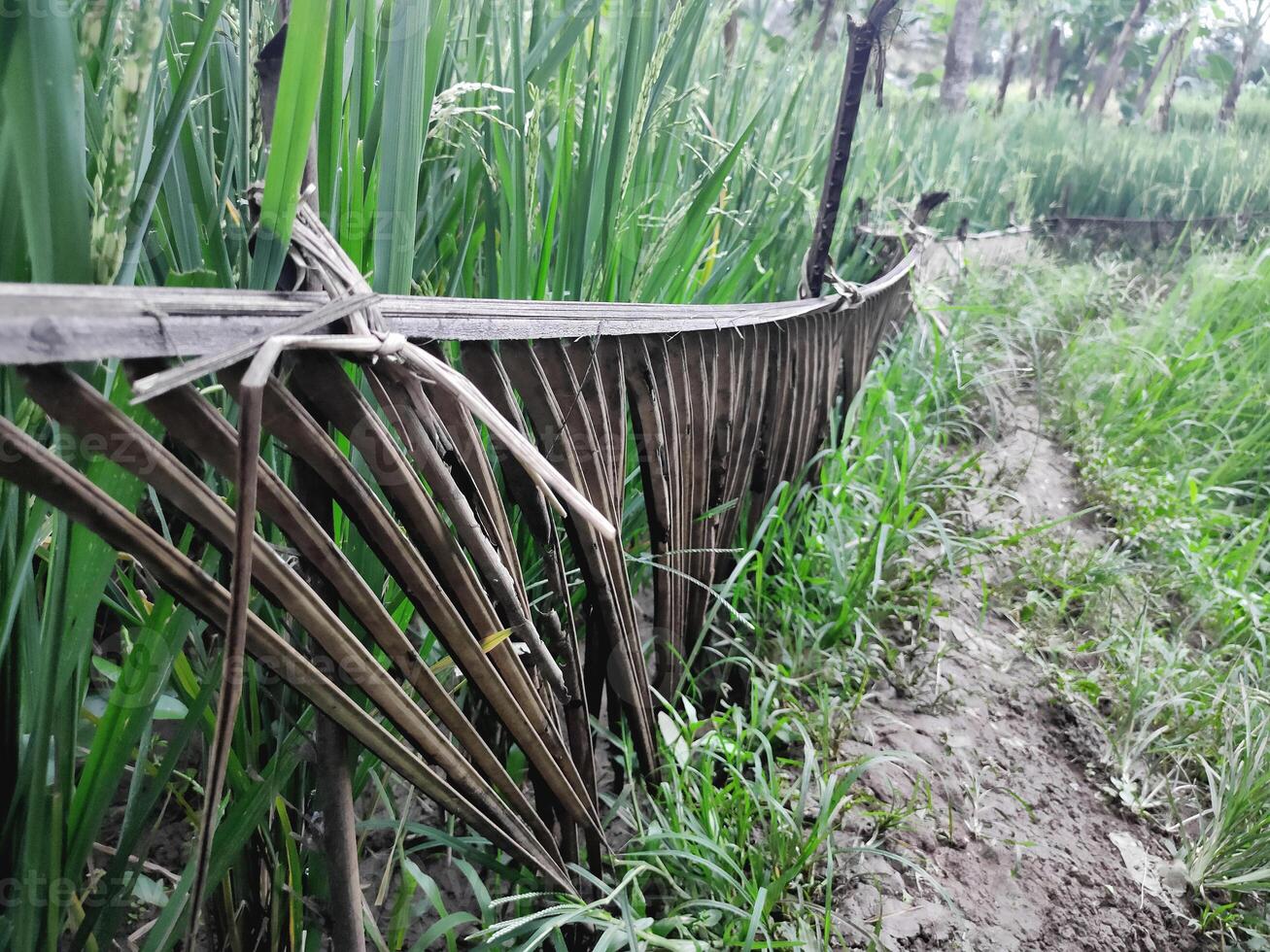 a natural cerca protegendo arroz plantas é fez a partir de coco árvore folhas, tão este agricultores' Largo estradas Faz não toque arroz plantas foto