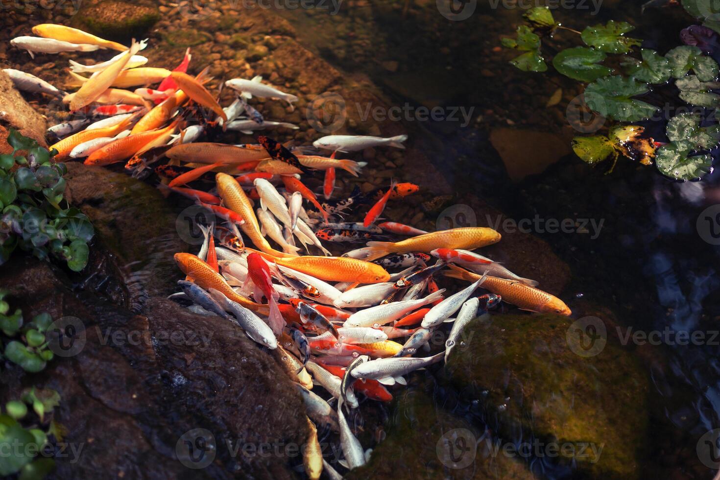 chinês carpa dentro Claro água com folhas do água lírios foto