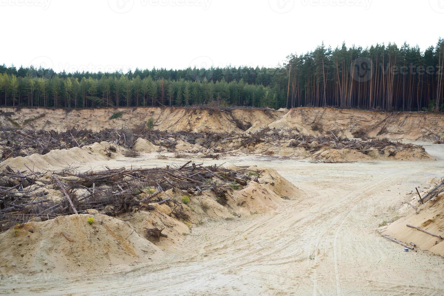 desmatamento floresta desastre mudança clima global aquecimento problema derrubado pinho árvores mentira areia mineração. foto