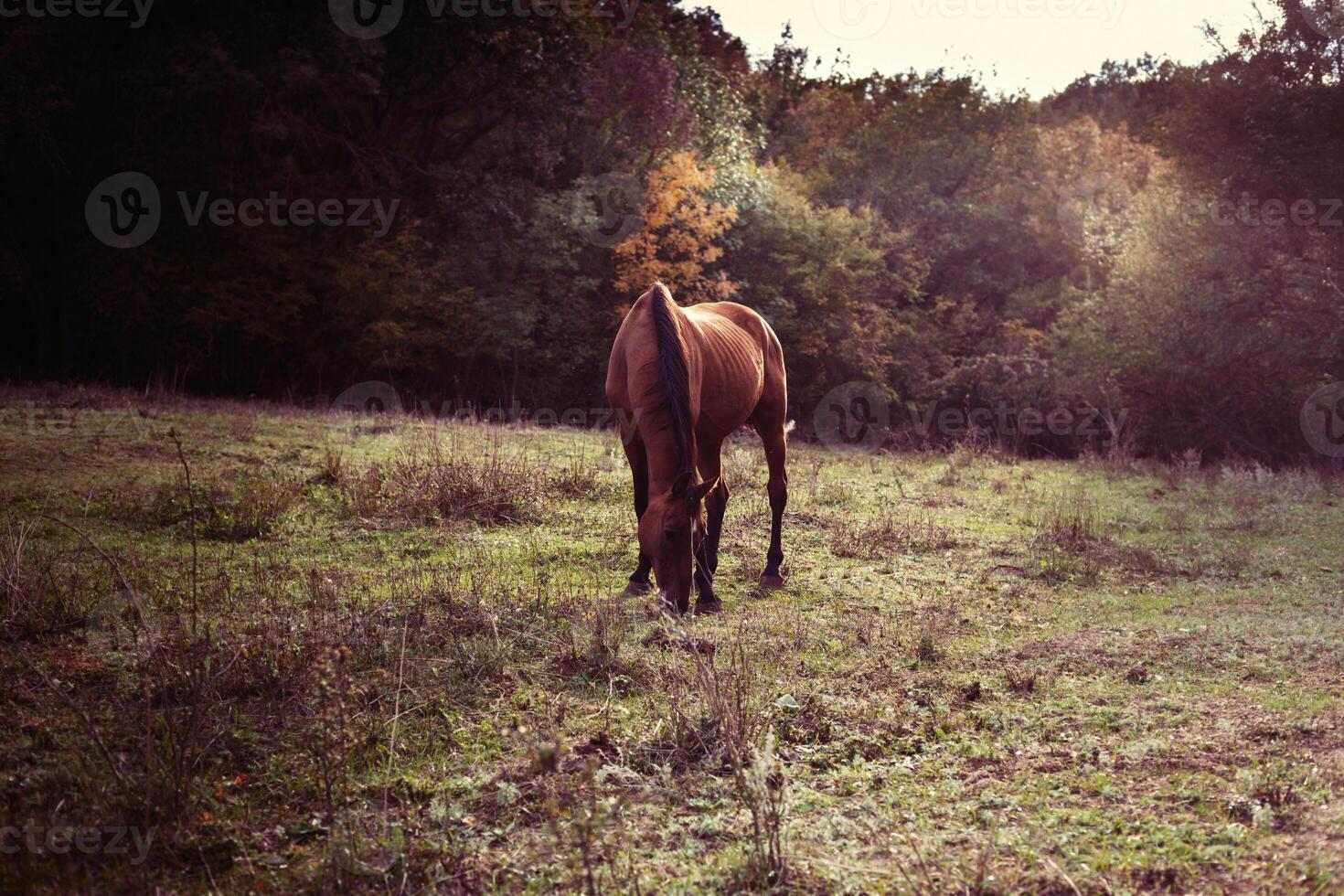 lindo cavalo anda em em a ensolarado Prado foto