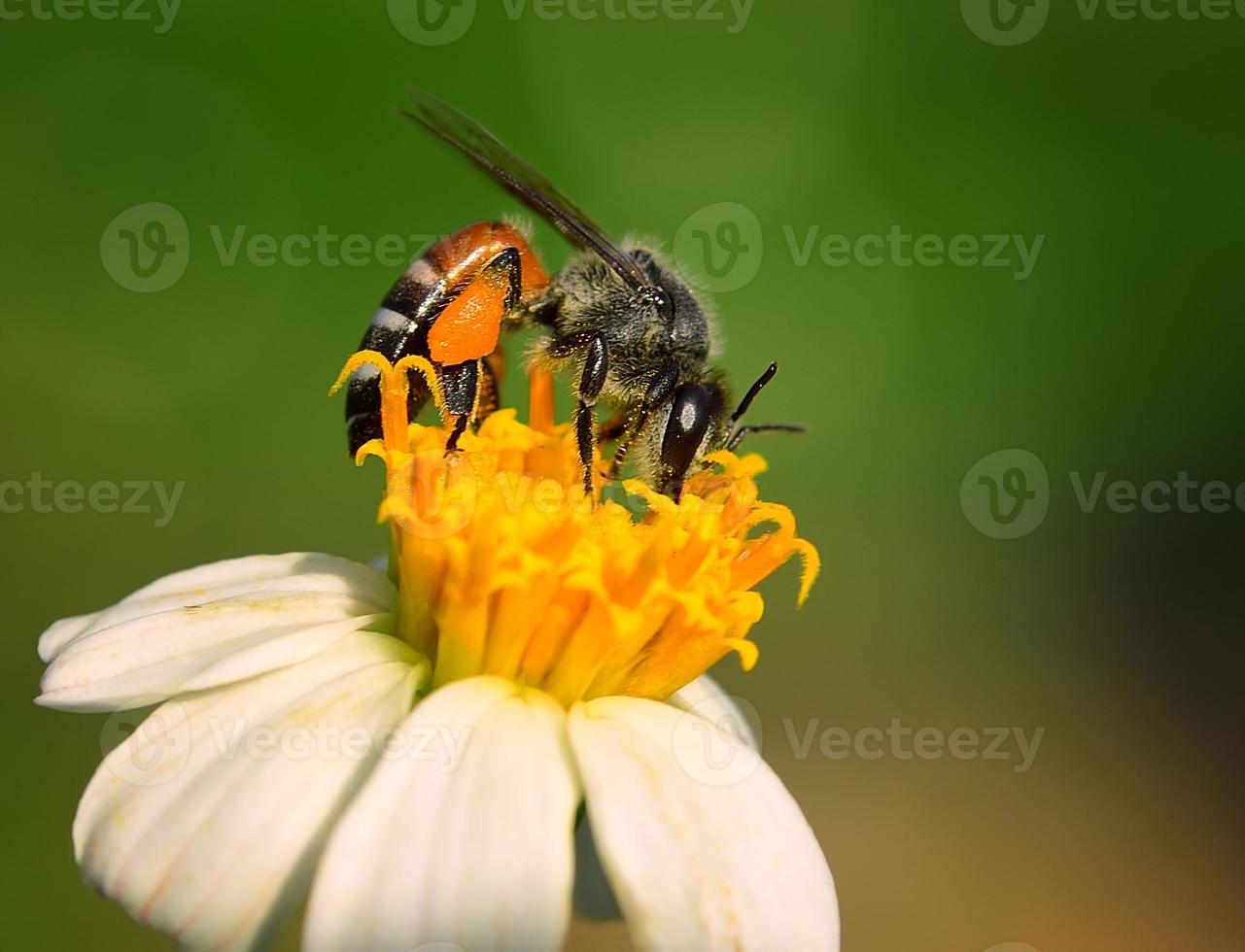 feche as abelhas na flor foto