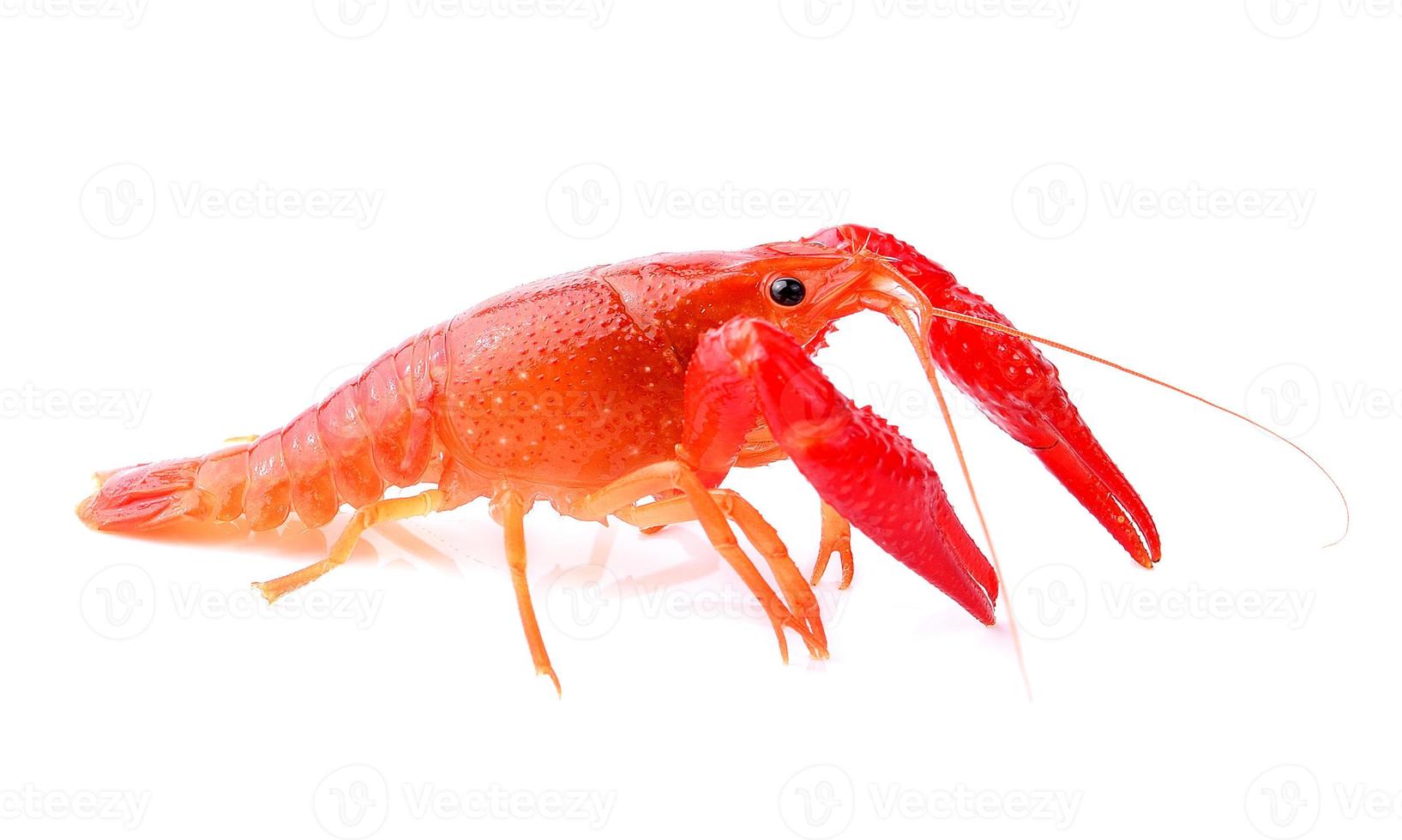 lagosta vermelha em fundo branco foto