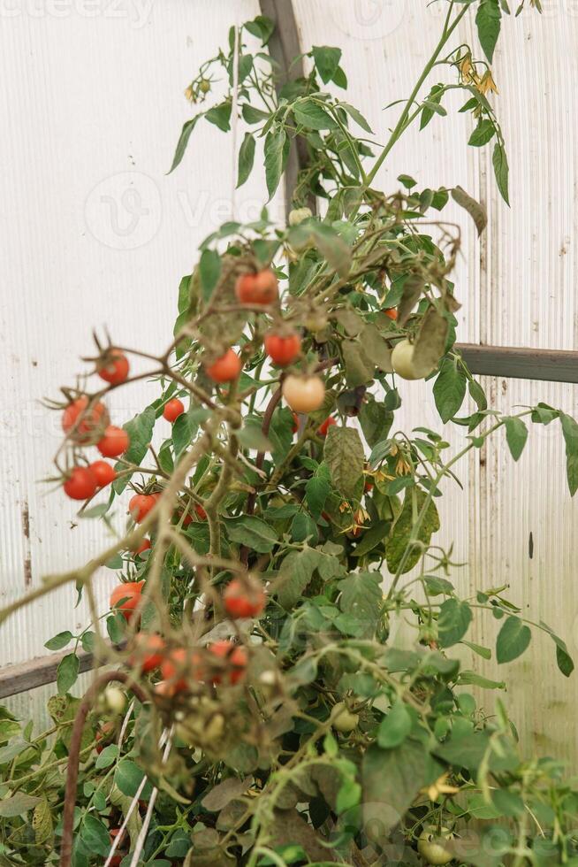 tomates estão suspensão em uma ramo dentro a estufa. foto